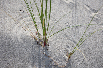 Gras oder Pflanzen welche dem Küstenschutz in den Dünen dienen.
