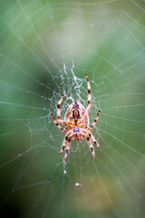 Eine Kreuzspinne in ihrem Netz, Nahaufnahme einer Kreuzspinne.