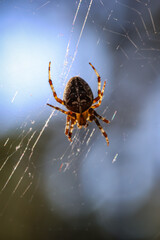 Eine Kreuzspinne in ihrem Netz, Nahaufnahme einer Kreuzspinne.