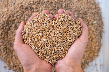 farmer's hands holding wheat close-up