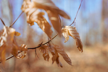 Uschnięte, nieodpadłe  liście na gałęzi drzewa. Krajobraz leśny w słoneczny dzień. 
