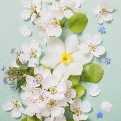 white narcissus and cherry flowers on green paper background
