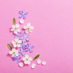 Fototapeta na wymiar spring flowers on pink background