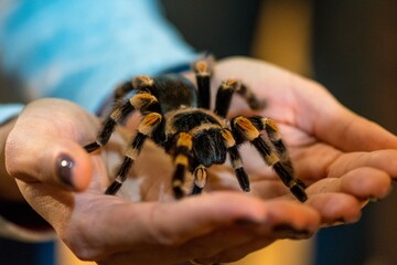 spider on hand