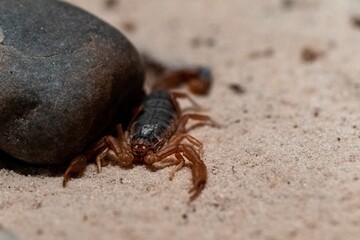 scorpion on the ground