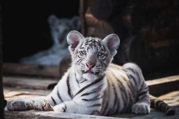 Kitten of white tiger