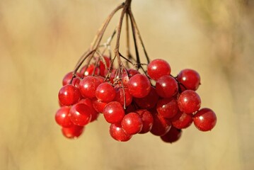 a lot of red ripe viburnum berries on a bush branch on a brown background