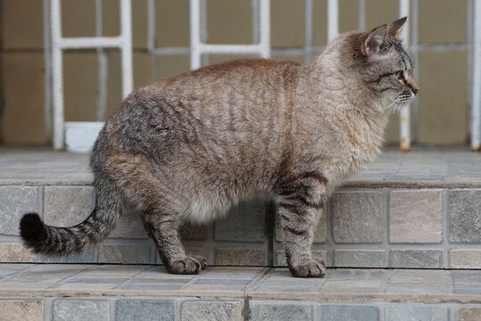 one gray big cat is standing on the doorstep of a house on the street