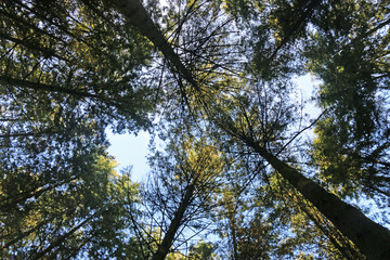	
Looking up at fir trees	