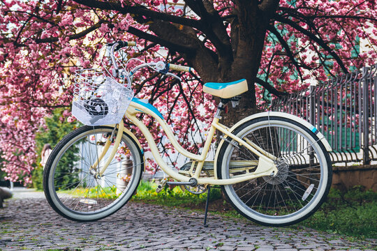 Bicycle in the park, retro bicycle on the sidewalk, bicycle rental, bicycle near a tree..
