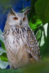 The beautiful owl is standing in the garden