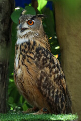 The beautiful owl is standing in the garden