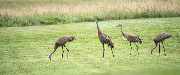 Obraz na płótnie Canvas Sandhill Cranes in grassy field