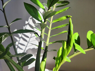 Evergreen leaves of Zamioculcas houseplant in a flower pot in the interior.