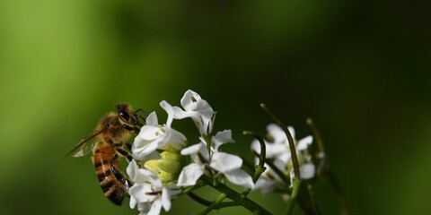 abeille du jardin 15