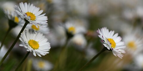Fototapeta premium marguerites