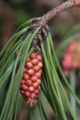 jeunes pignes de pin