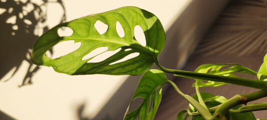 Shadows from flowers on the wall. Zamioculcas Zamiifolia in a flower pot in the interior. Home plant care concep