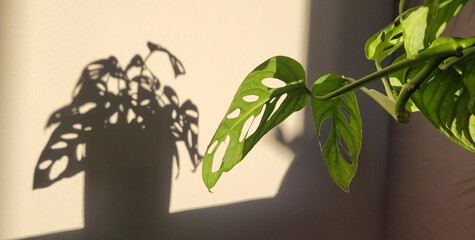 Shadows from flowers on the wall. Zamioculcas Zamiifolia in a flower pot in the interior. Home plant care concep