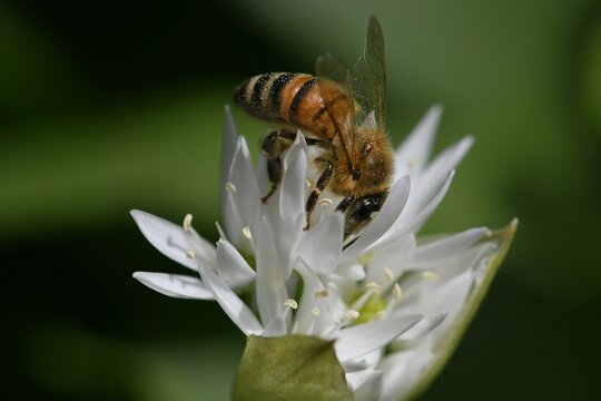 abeille du jardin 17