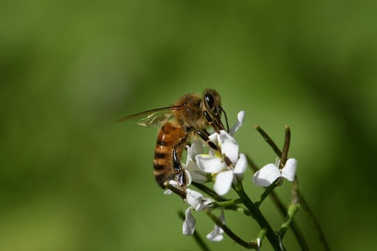 abeille du jardin 16
