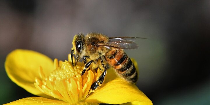 abeille du jardin 14
