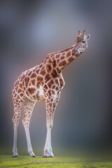 artistic portrait of a tall giraffe