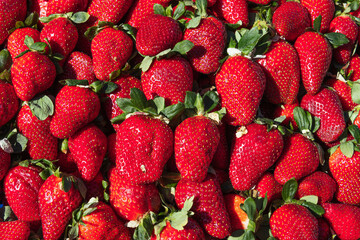 Red background of ripe strawberries top view.many ripe red strawberrie
