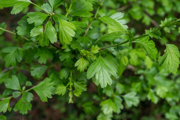 Common hawthorn fresh green leaves