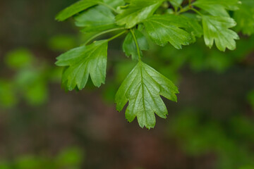 Common hawthorn fresh green leaves