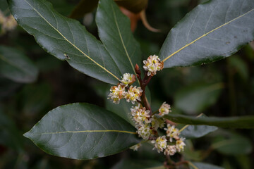 Bay laurel springtime flowers