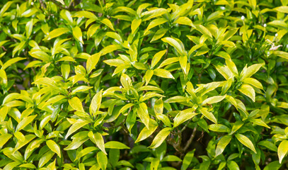 Fototapeta premium Crepe Jasmine flowers (Tabernaemontana divaricata), computer background