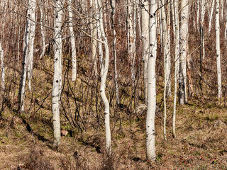 Obraz premium Colorado Aspen Grove