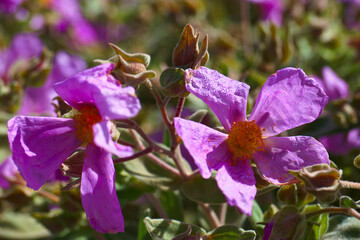 Fototapeta na wymiar rośliny flora przyroda natura wiosna