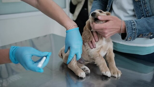 Veterinarian team giving an injection to the labrador retriever puppy