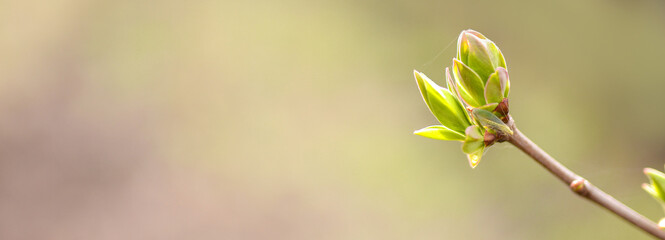 First spring leaves, buds on branches in spring. Lilac. Spring background.Banner. Copy space for text