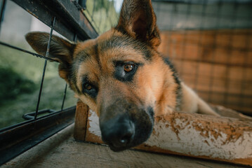 portrait of a shepherd