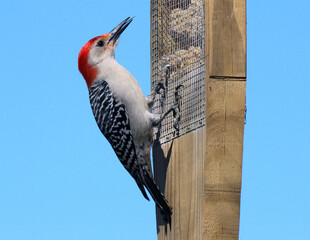 Red-bellied Woodpecker