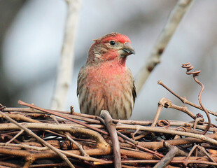 House Finch
