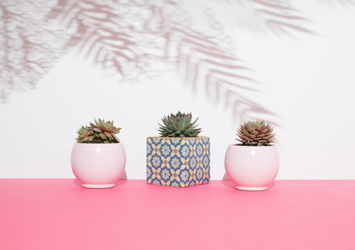 Various types of mini echeveria kalanchoe succulents with shadow. Nature, gardening or botanical concept.