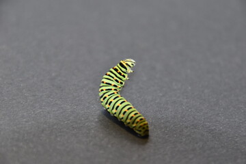 studio shot of a papilio machaon caterpillar