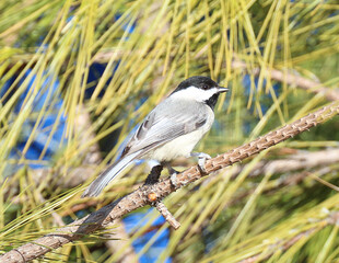 Carolina Chickadee