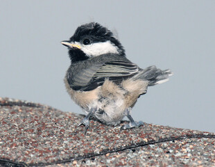 Naklejka premium Carolina Chickadee