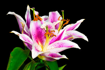 Isolated Close up of the Purple Pretty Lily.  Lilium Flower.