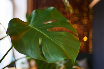 a large monstera leaf in the foreground. vegetable background. large houseplant. blurred lights in the background