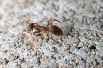 Black garden ant on the wall