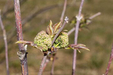 Small buds of sambucus racemosa in early spring time.