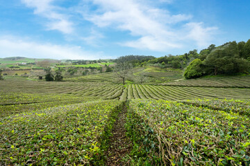 Fototapeta na wymiar Large plantation of natural and organic green tea