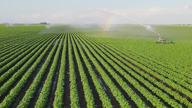 Aerial view drone shot of irrigation system rain gun sprinkler on agricultural soybean field helps to grow plants in the dry season. Landscape rural scene beautiful sunny day and rainbow