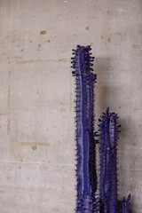 Blue cactus on the background of a concrete wall. Art installation. Decorative cactus on the...